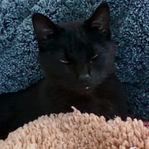 Meet your Posher, Roxanne